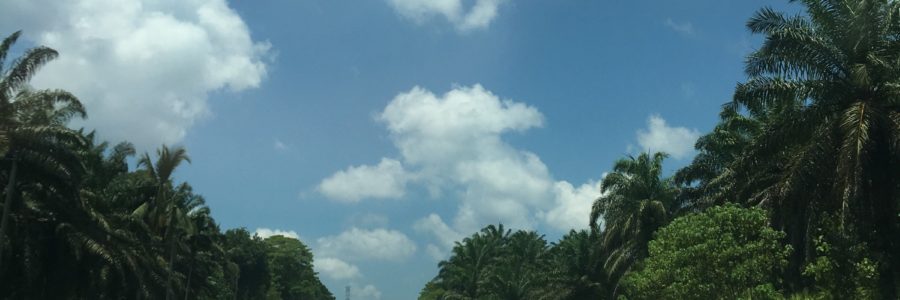 SIWYOE | Palm Oil & Why You Shouldn’t Stop Using It