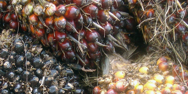 Bloomberg | Indonesia Finds One-Fifth of Palm Oil Plantations Are Illegal