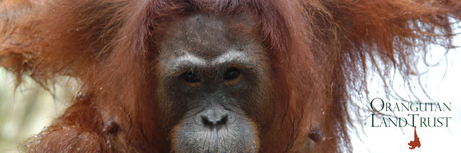 FH | 150 orangutans in palm oil concession saved from fires