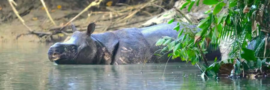 Is boycotting palm oil how you can help the Javan rhino?