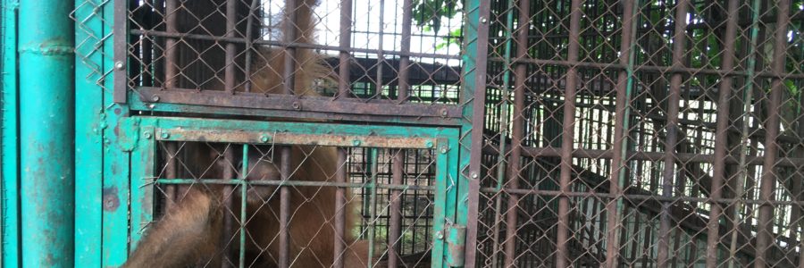 Was a lawsuit by activists against a zoo in Indonesia successful?